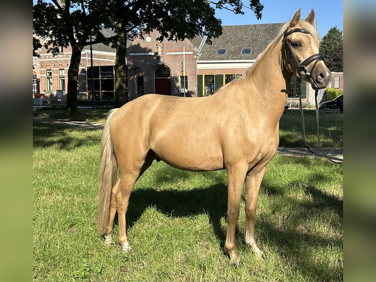 Welsh-C Hongre 3 Ans 133 cm Palomino in Den Hout