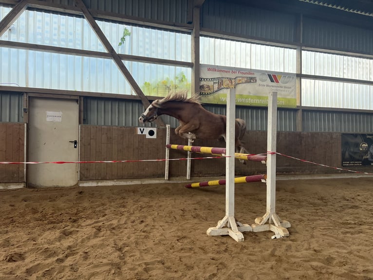 Welsh-C Hongre 3 Ans 134 cm Alezan in H&#xFC;ttblek