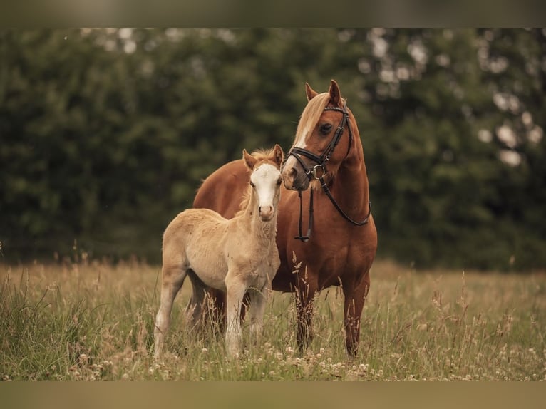Welsh-C Hongre 3 Ans 134 cm Alezan in H&#xFC;ttblek