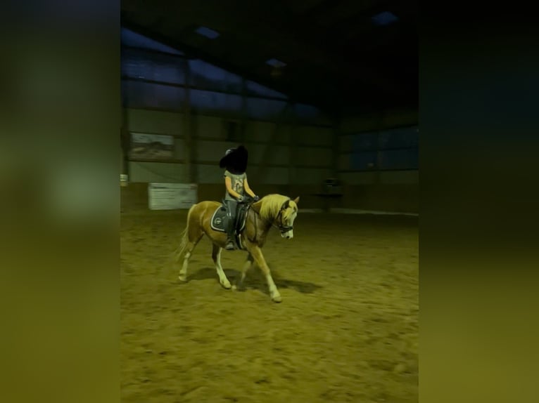 Welsh-C Hongre 3 Ans 134 cm Alezan in H&#xFC;ttblek