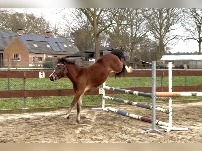Welsh-C Hongre 3 Ans 134 cm Bai in Schaijk