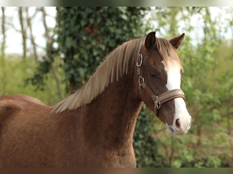 Welsh-C Hongre 3 Ans 136 cm Alezan in Aalten