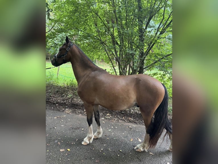 Welsh-C Hongre 3 Ans 138 cm Bai in Mittelbrunn