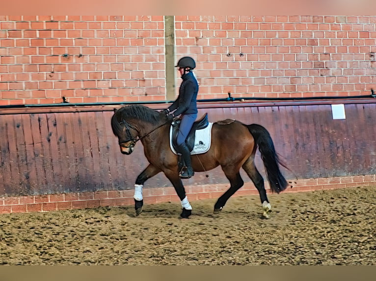 Welsh-C Hongre 3 Ans in Wardenburg