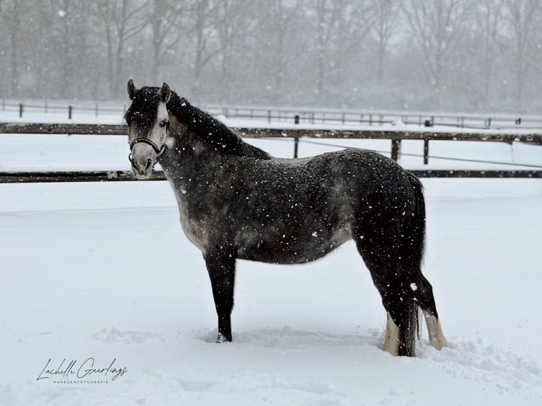 Welsh-C Hongre 4 Ans 115 cm Gris in Stadskanaal