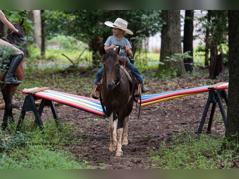 Welsh-C Croisé Hongre 4 Ans 117 cm Pinto in Clover