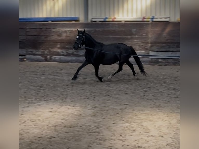 Welsh-C Hongre 4 Ans 123 cm Noir in Bischheim