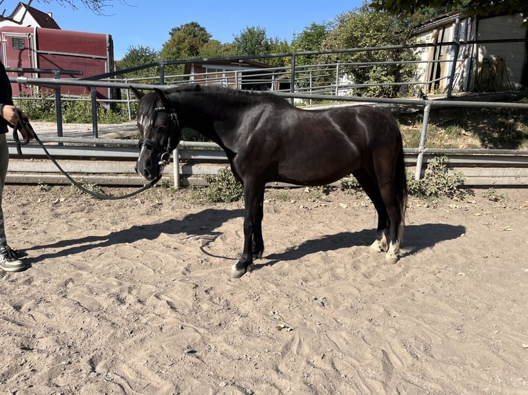Welsh-C Hongre 4 Ans 123 cm Noir in Bischheim