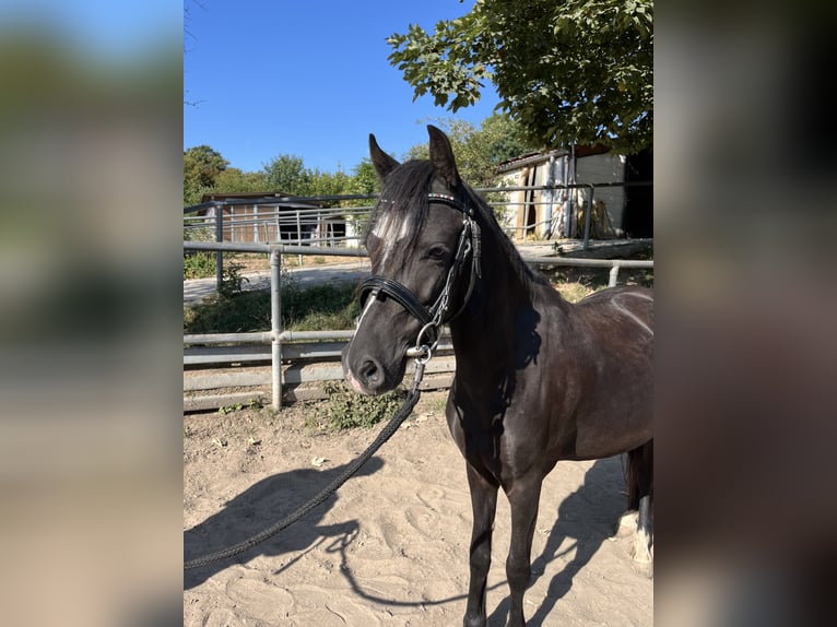Welsh-C Hongre 4 Ans 123 cm Noir in Bischheim
