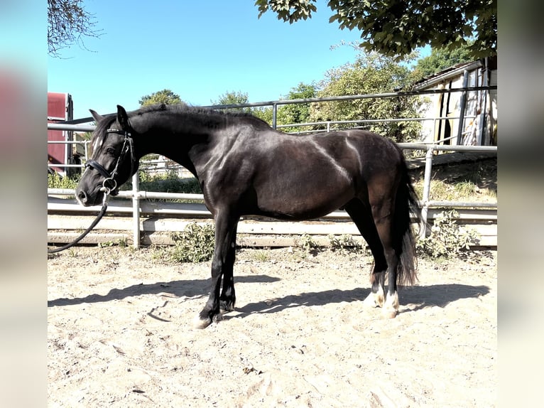 Welsh-C Hongre 4 Ans 123 cm Noir in Bischheim