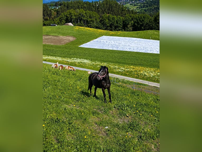 Welsh-C Croisé Hongre 4 Ans 128 cm Noir in Arzl