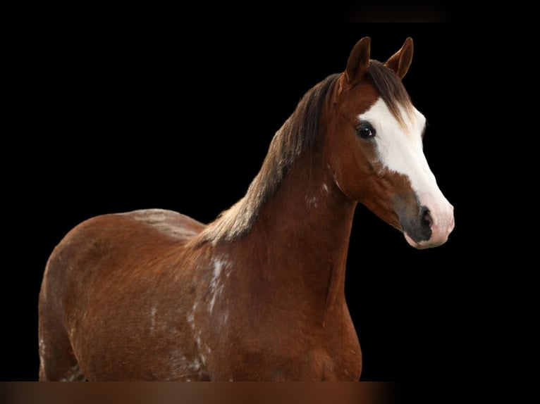 Welsh-C Hongre 4 Ans 135 cm Bai brun in Stadskanaal