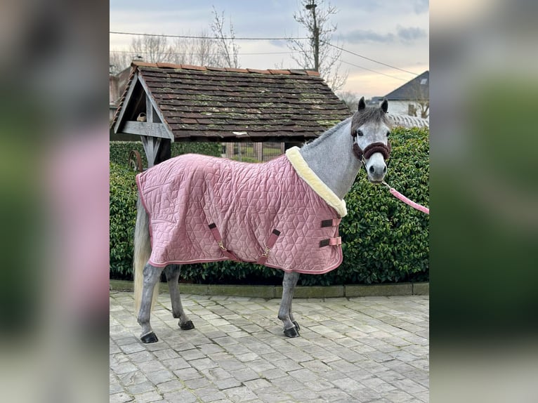 Welsh-C Hongre 4 Ans 136 cm Gris in Okegem