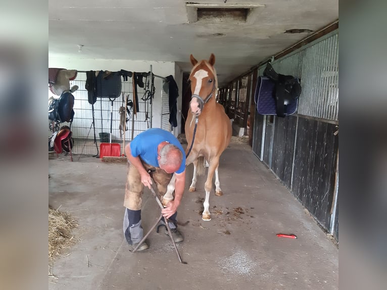 Welsh-C Hongre 4 Ans 140 cm Alezan in Schollene