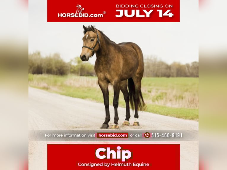Welsh-C Hongre 4 Ans 140 cm Buckskin in Ames