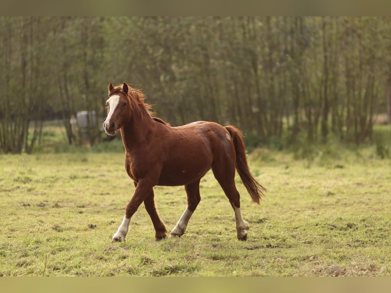 Welsh-C Hongre 4 Ans Alezan in Vetschau Welsh-C Hongre 4 Ans Alezan in Vetschau