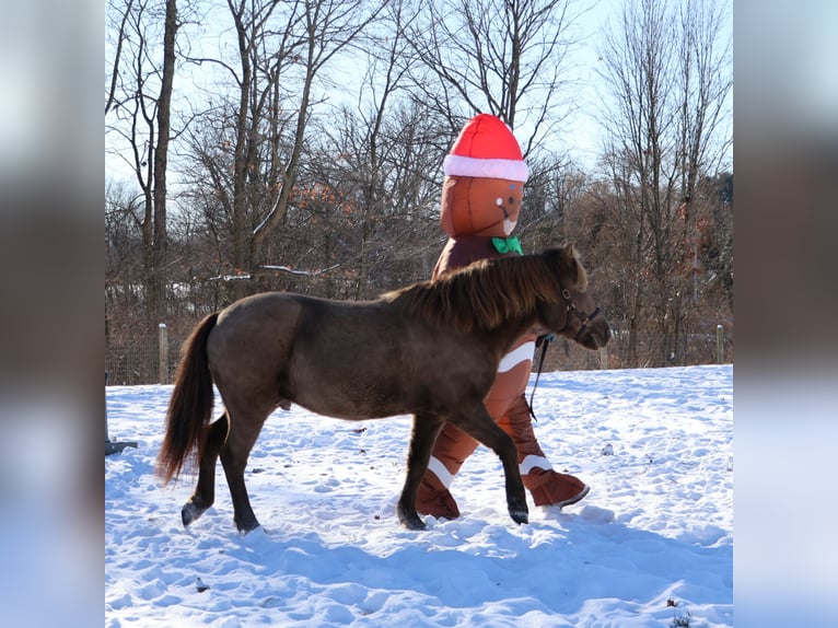 Welsh-C Hongre 5 Ans 124 cm Champagne in Howell