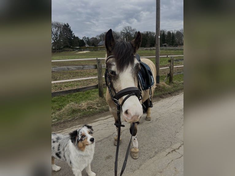 Welsh-C Hongre 5 Ans 130 cm Buckskin in Sprockh&#xF6;vel