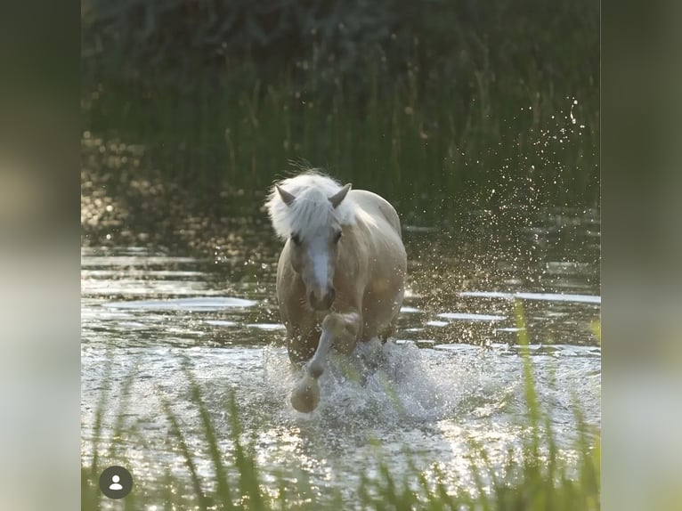 Welsh-C Hongre 5 Ans 133 cm Palomino in Poznań