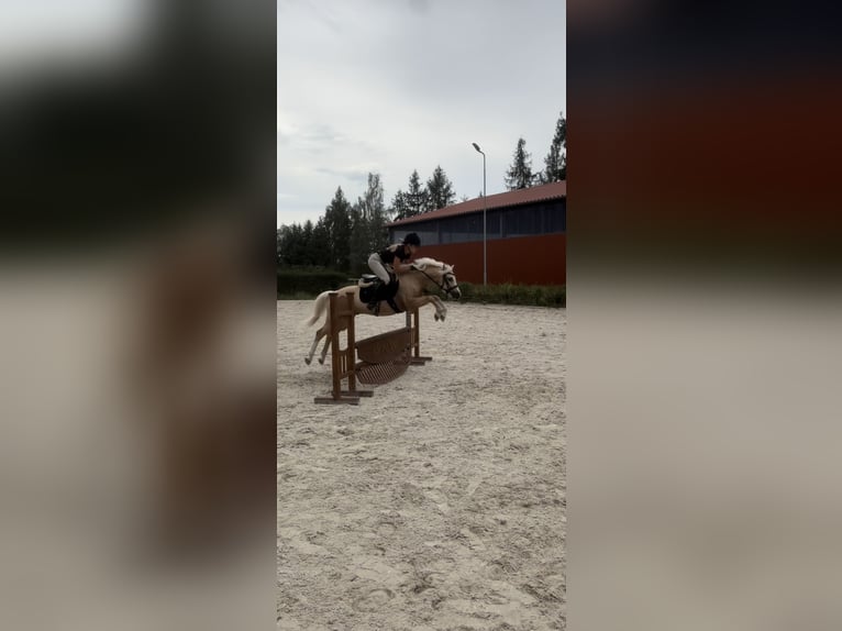 Welsh-C Hongre 5 Ans 133 cm Palomino in Poznań