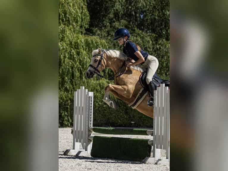 Welsh-C Hongre 5 Ans 133 cm Palomino in Poznań