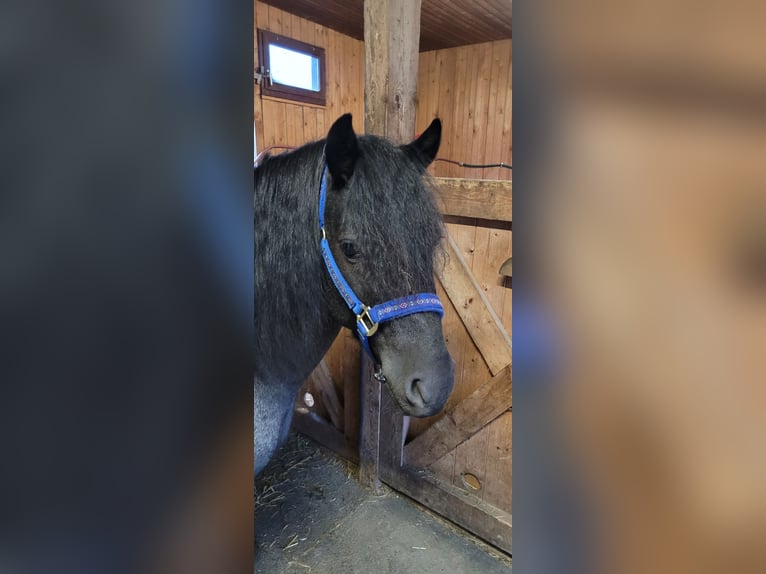 Welsh-C Croisé Hongre 5 Ans 133 cm Rouan bleu in Augsburg