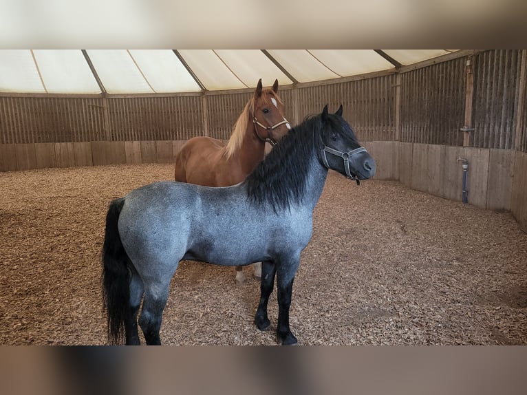 Welsh-C Croisé Hongre 5 Ans 133 cm Rouan bleu in Augsburg