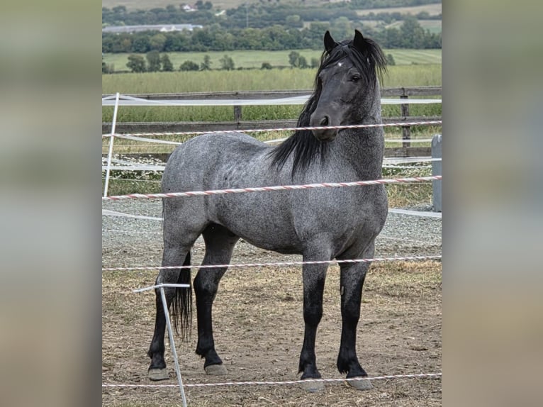 Welsh-C Croisé Hongre 5 Ans 133 cm Rouan bleu in Augsburg