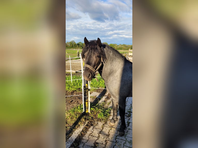 Welsh-C Croisé Hongre 5 Ans 133 cm Rouan bleu in Augsburg