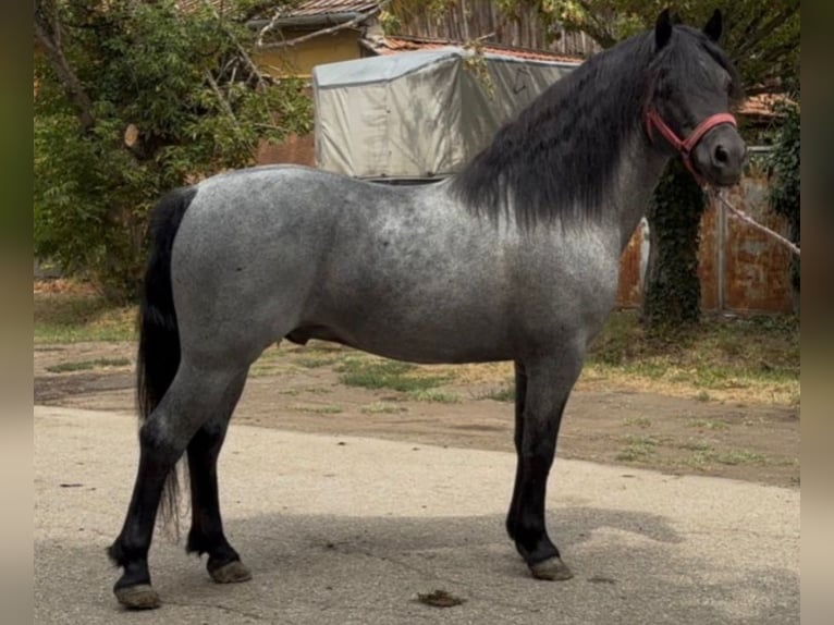 Welsh-C Croisé Hongre 5 Ans 133 cm Rouan bleu in Augsburg