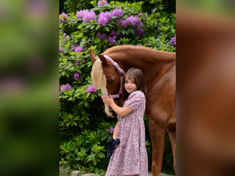 Welsh-C Hongre 5 Ans 135 cm Alezan in Poznań