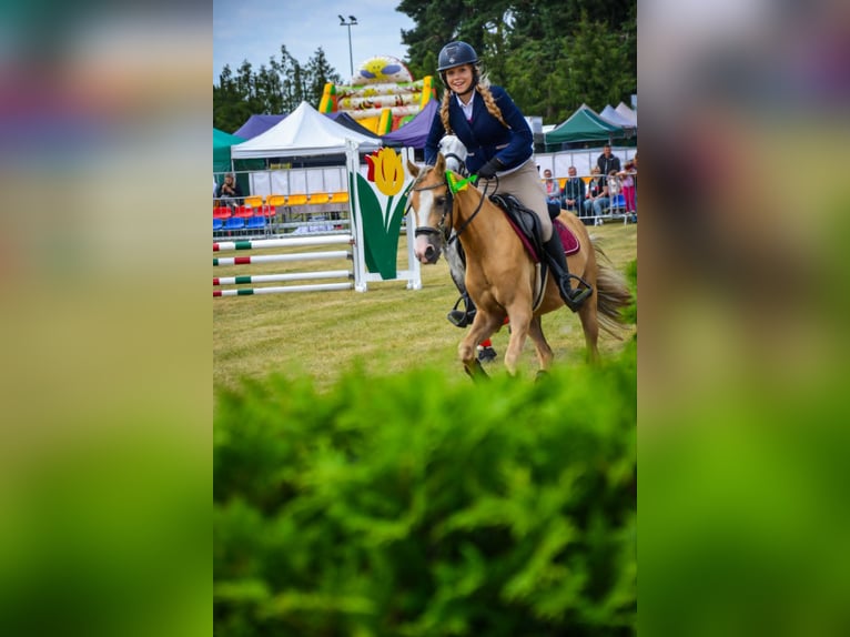 Welsh-C Hongre 5 Ans 136 cm Palomino in Żnin