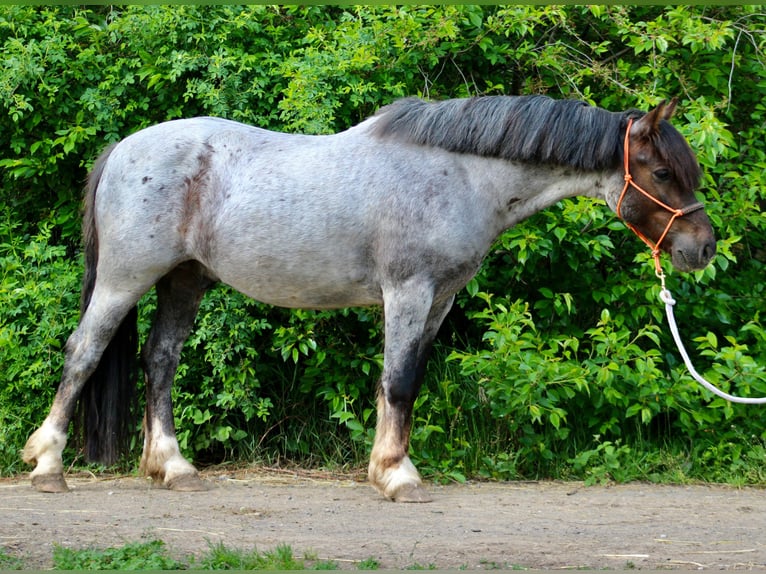 Welsh-C Hongre 5 Ans 140 cm  in Praha