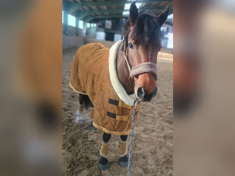 Welsh-C Hongre 5 Ans 145 cm Bai brun in Rheine