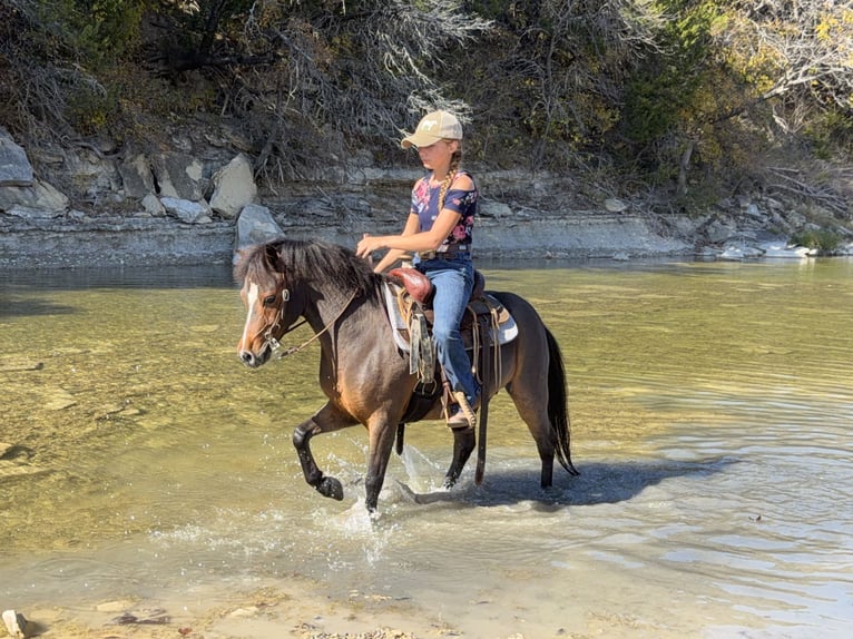 Welsh-C Hongre 6 Ans 112 cm Bai cerise in Cleburne