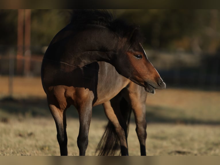 Welsh-C Hongre 6 Ans 112 cm Bai cerise in Cleburne