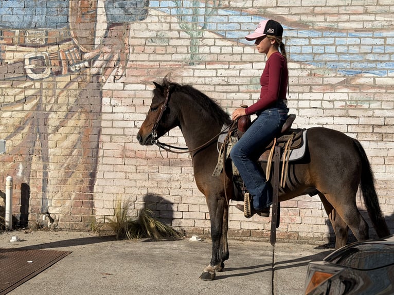Welsh-C Hongre 6 Ans 112 cm Bai cerise in Cleburne