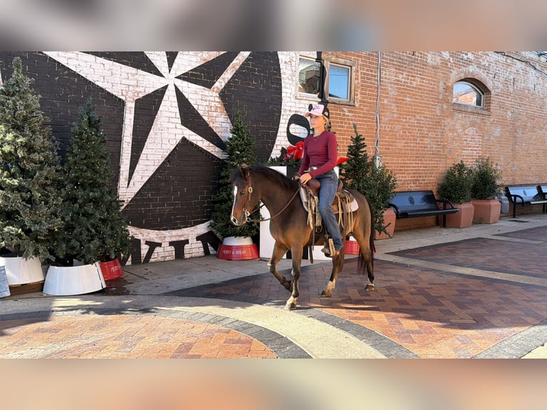 Welsh-C Hongre 6 Ans 112 cm Bai cerise in Cleburne