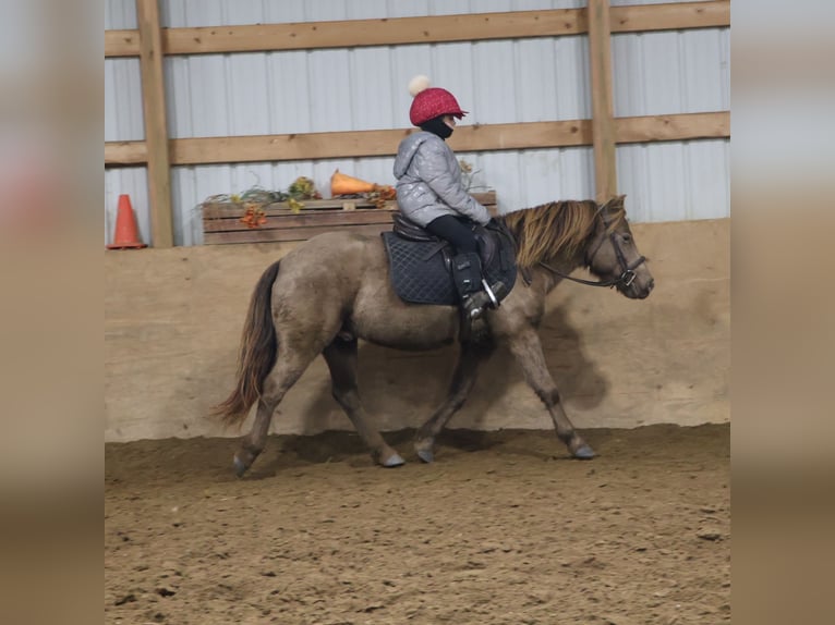 Welsh-C Hongre 6 Ans 124 cm Champagne in Howell