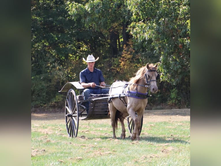 Welsh-C Hongre 6 Ans 124 cm Champagne in Howell