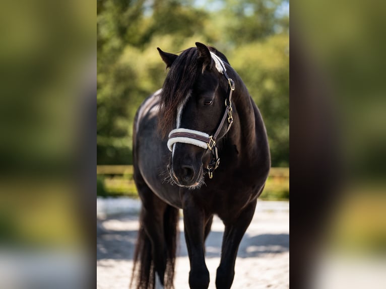 Welsh-C Hongre 6 Ans 130 cm Noir in Eschweiler