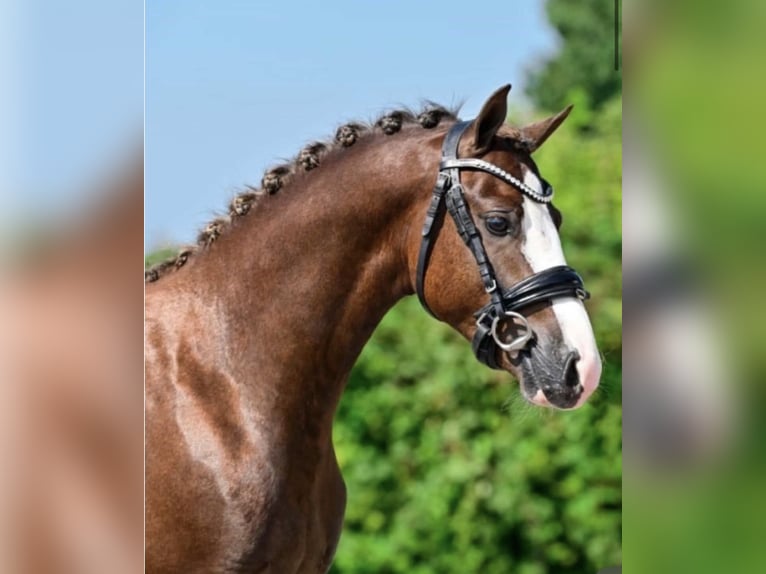 Welsh-C Hongre 6 Ans 134 cm Alezan brûlé in Surhuizum