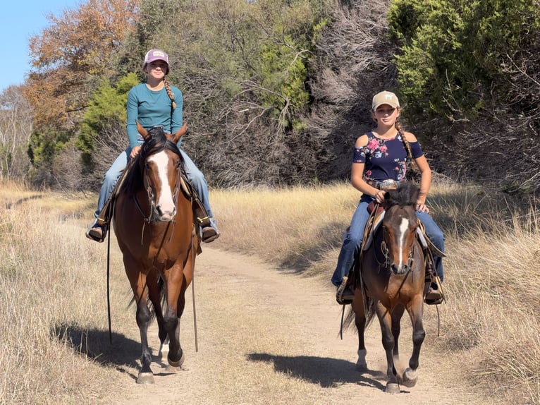 Welsh-C Hongre 7 Ans 112 cm Bai cerise in Cleburne