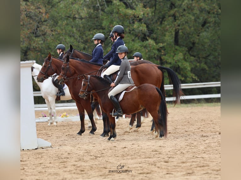 Welsh-C Hongre 7 Ans 112 cm Bai cerise in Cleburne