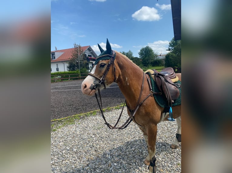 Welsh-C Hongre 7 Ans 132 cm in Gilching