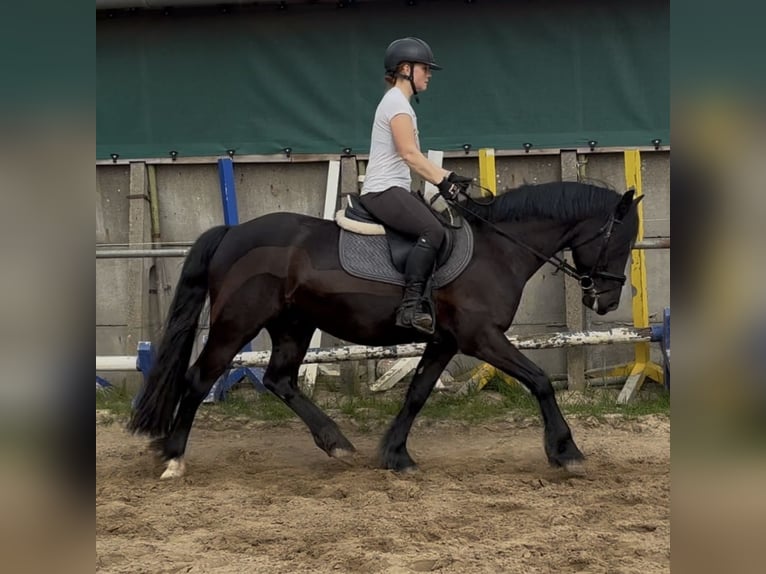 Welsh-C Hongre 7 Ans 148 cm Noir in Kiebitzreihe