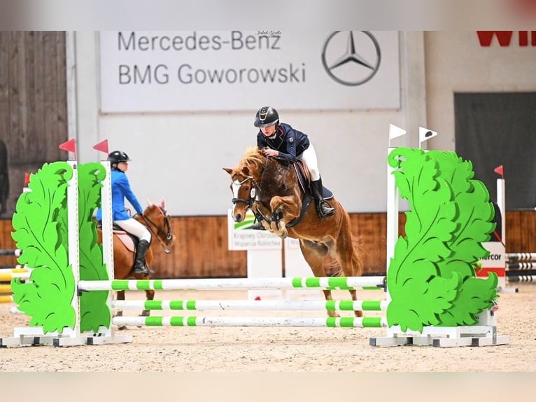 Welsh-C Hongre 8 Ans 135 cm Alezan in Czaple