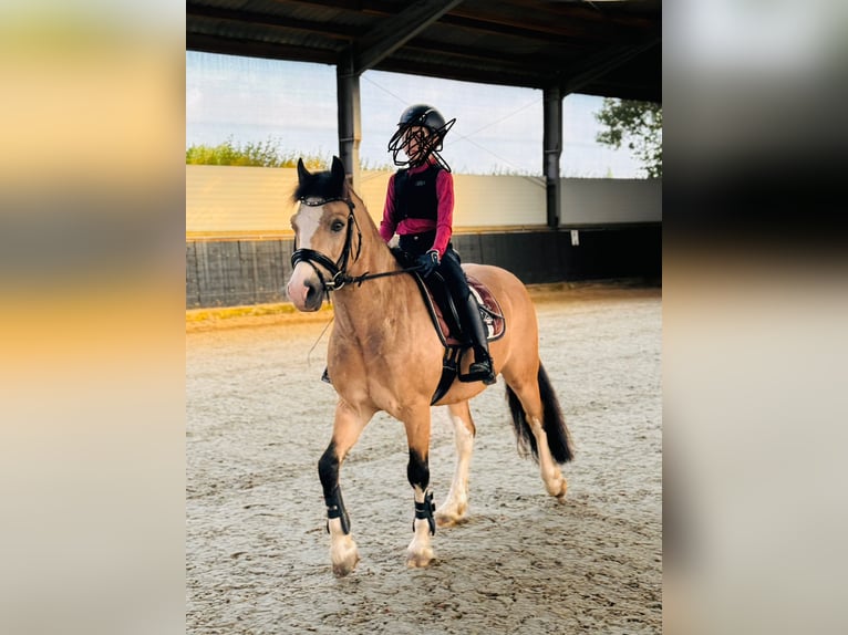 Welsh-C Hongre 8 Ans 136 cm Isabelle in Waldfeucht