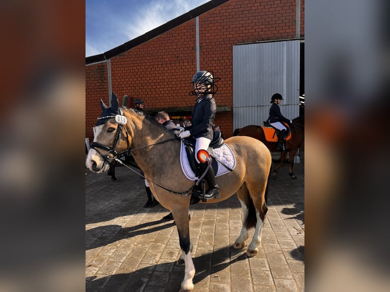 Welsh-C Hongre 8 Ans 136 cm Isabelle in Waldfeucht