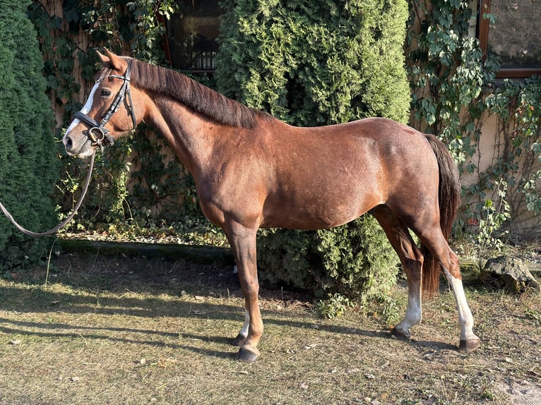 Welsh-C Hongre 8 Ans 141 cm Alezan brûlé in Pod&#x142;&#x119;cze